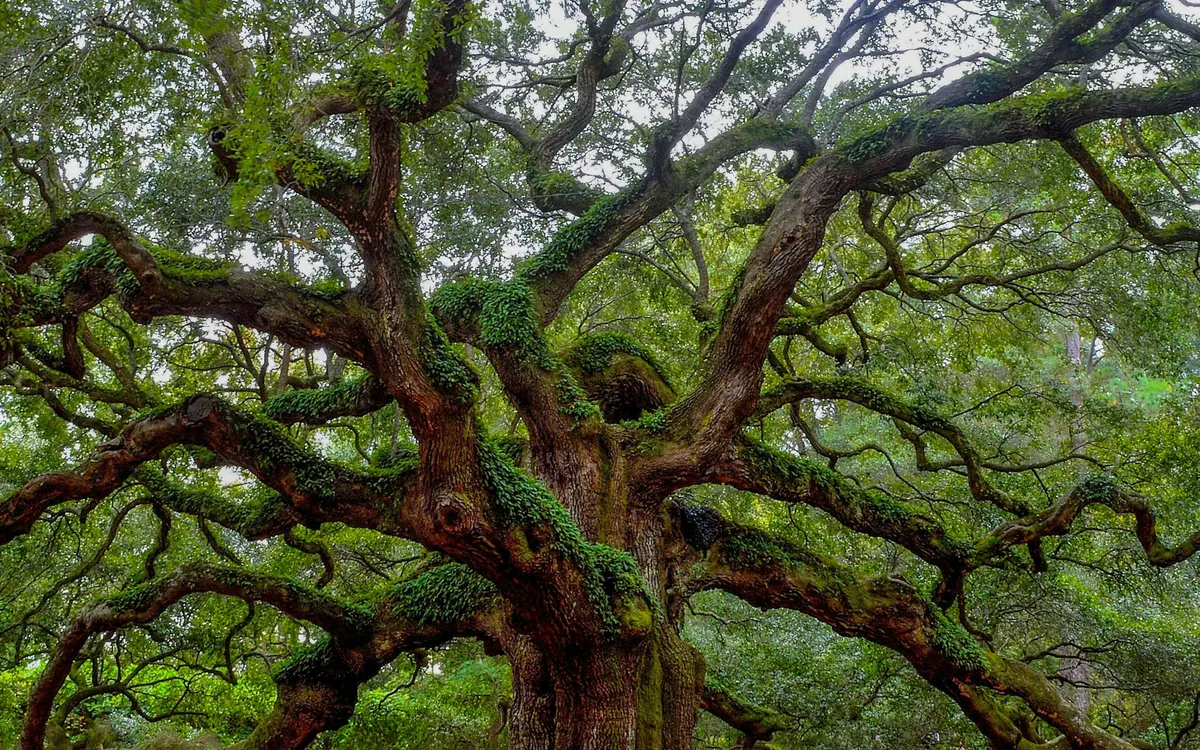 The Angel Oak on Johns Island, its limbs spreading low over the ground