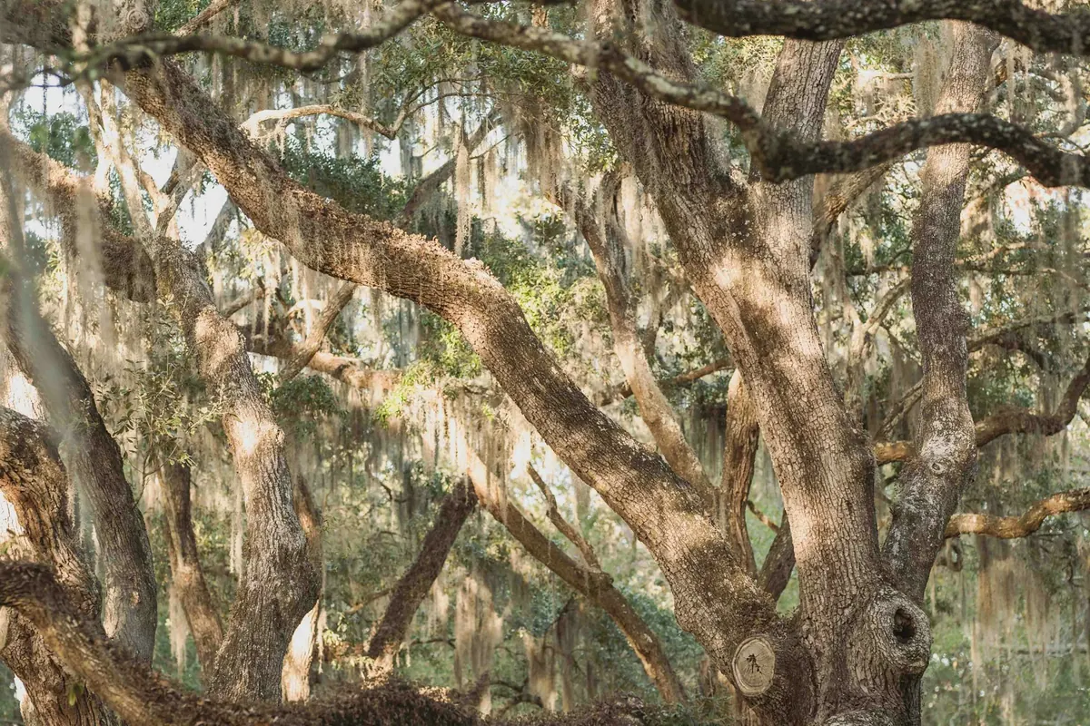 Live oaks draped in Spanish moss in Charleston